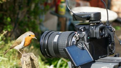 wildlife photography why buy those expensive cameras and lenses when you can rent them