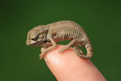 A chameleon that is dark and drab may be veiled chameleons are native to the arabian peninsula; Do Chameleons Make Good Pets? What You Need to Know