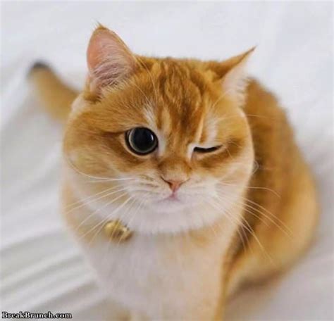 Cute Cat With Huge Eyes 9 Pics Breakbrunch
