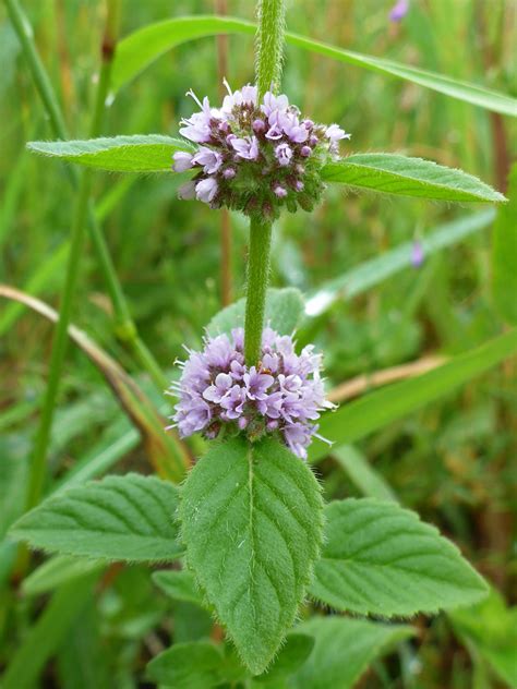 Photographs Of Mentha Arvensis Uk Wildflowers Two Flower Clusters