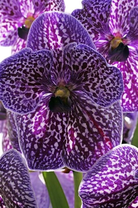 43 Gorgeous Orchids That Show Their Diversity And Beauty