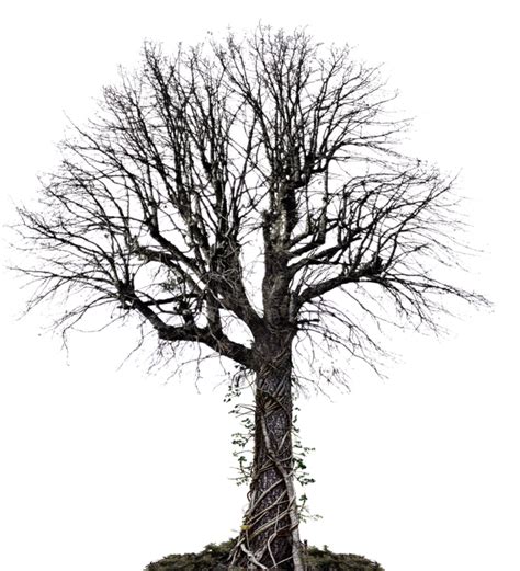 Dead Tree With Vines Png Stock Photo 0036 Copy 6 By Annamae22 On Deviantart