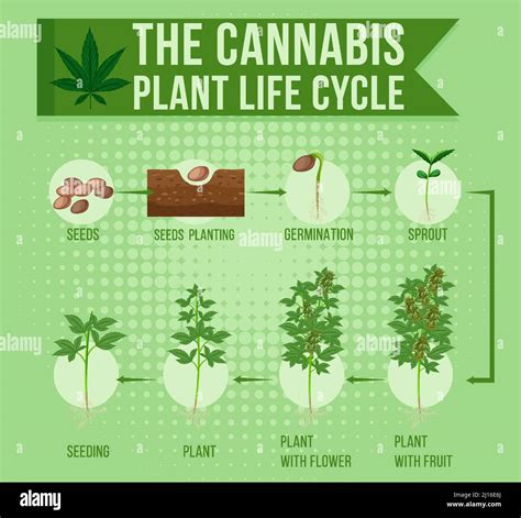 The Cannabis Plant Life Cycle Illustration Stock Vector Image And Art Alamy