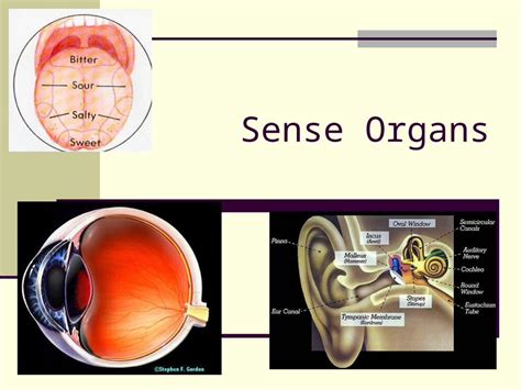 Ppt Sense Organs Chemoreceptors Taste And Smell Sensory Receptors