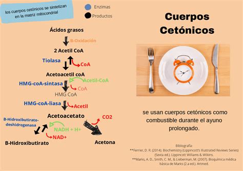 Os Corpos Cetonicos Atuam Como Reservatorios Plasmaticos De Acetil-coa