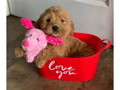 Who needs goldendoodles with training? Pretty F1B Goldendoodle Puppies in McHenry, Illinois ...