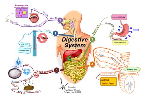 Digestive System Infographic Human Digestive System Human Body