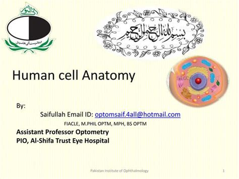 Human Cell Anatomy Ppt