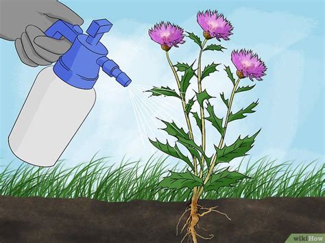 How To Get Rid Of Thistles Steps With Pictures WikiHow Thistles Garden And Yard Home