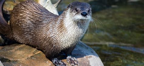 River Otter Vermont Fish And Wildlife Department