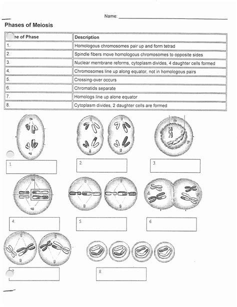 Phases Of Mitosis Worksheets