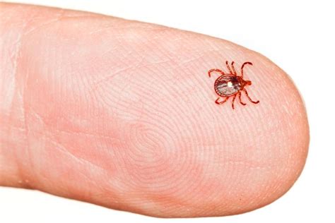 Ticks That Make You Allergic To Red Meat Are Real And Theyre Spreading
