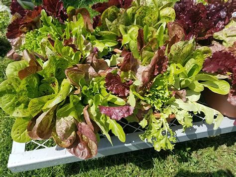 Did You Know You Can Grow Your Own Salad Bowl Plant