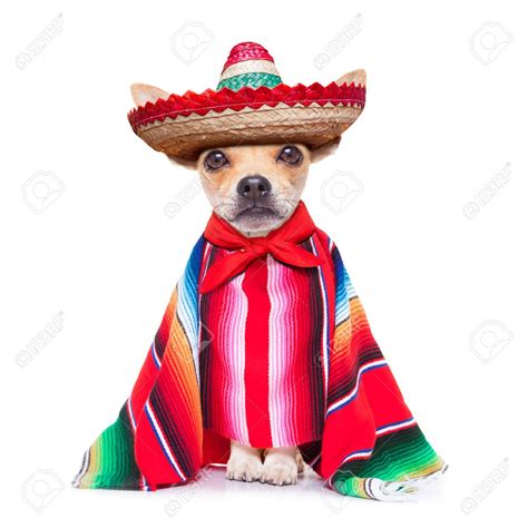 Chihuahua Dog Wearing A Sombrero Hat And Red Poncho Chihuahua Photos