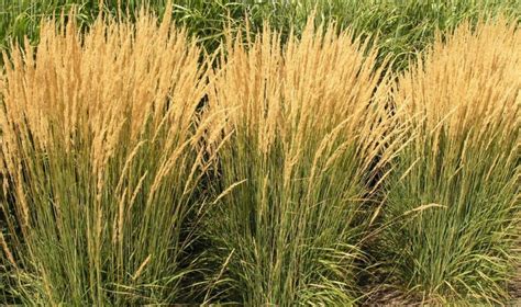 ‘karl Foerster Feather Reed Grass Vinland Valley Nursery
