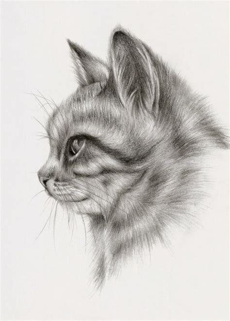 Jun 18, 2021 · drawing a cat is easy to do. 32 Easy Cat Drawing Ideas | Animal drawings, Realistic cat drawing, Realistic animal drawings