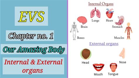 Evs Chapter 1 Our Amazing Body Internal And External Organs Youtube