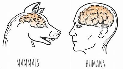 Human Animal Brain Humans Alike Appear Primate