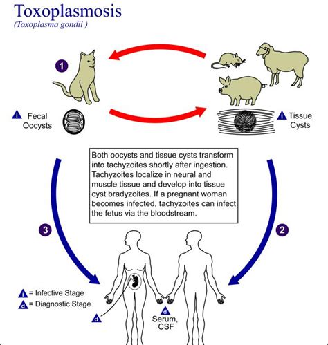 Toxoplasmosis Best Cat Repellent Guide