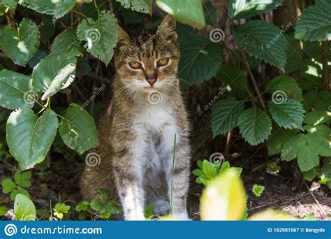 Feral Tabby Cat Hiding Behind Leaves Stock Image Image Of Face