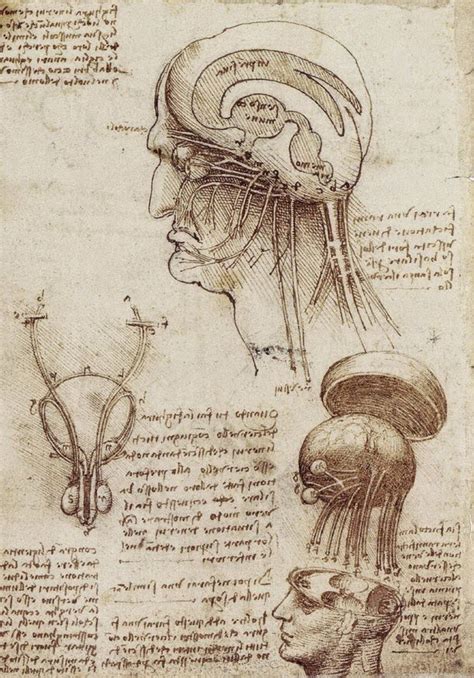 La Anatom A Seg N Leonardo Da Vinci Lmd Magazine Digital Para