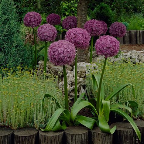 Van Zyverden Allium Globemaster Set Of 3 Bulbs Garden Plants