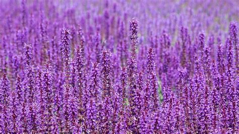 Purple Flowers Field Blur Background Hd Flowers Wallpapers Hd