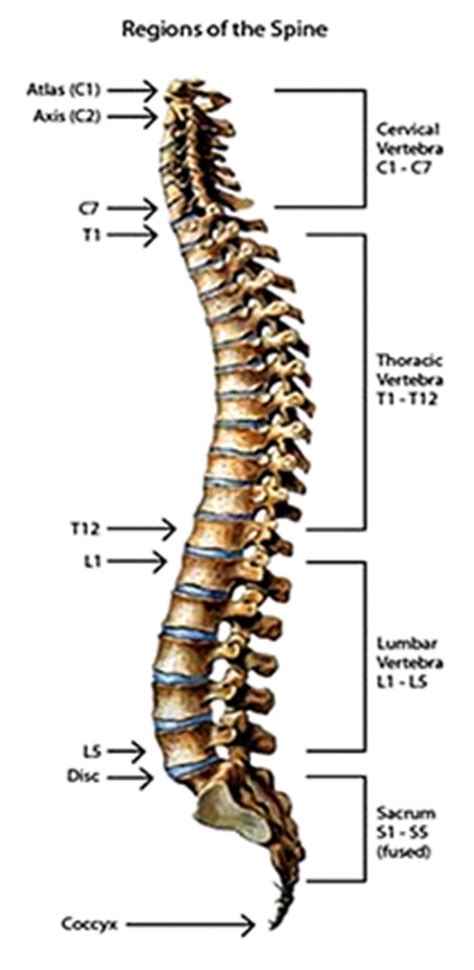 I.e., bones that are not part of the spinal column, like the vertebrae, ribs, and skull. Back Pain Treatment India with Low Cost