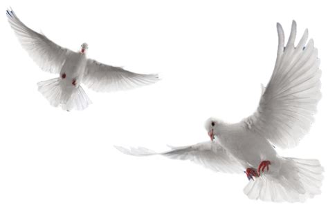 Holy Spirit Dove Png White Doves Flying Png Image With Transparent Images