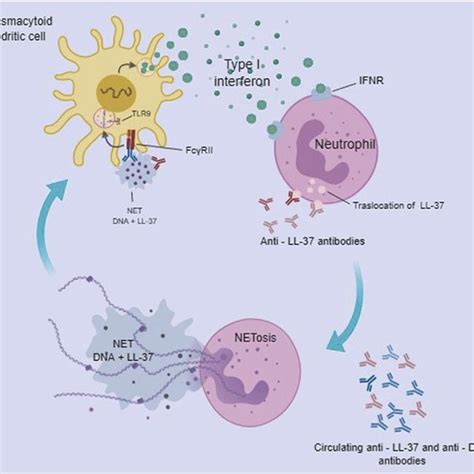 Activation Of Plasmacytoid Dendritic Cells By Cathelicidin Ll 37
