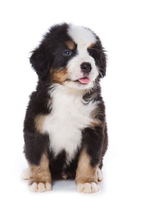 Contact the dog breeders below for great bernese puppies for sale. Bernese Mountain Dog Puppies - Animal Facts Encyclopedia