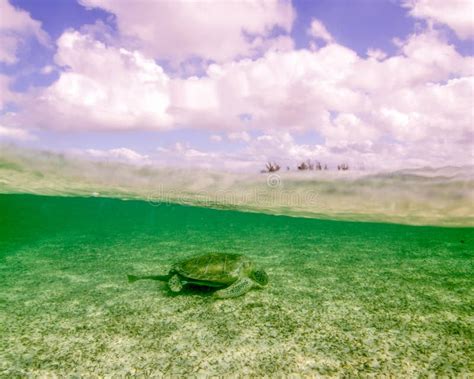 A Green Turtle Rests In The Sea Grass Of Grand Bahama Island Stock