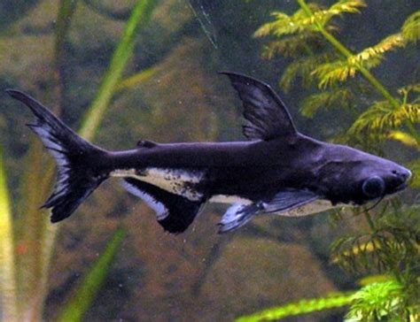 Freshwater Tropical Iridescent Pangasius Shark Arizona Aquatic Gardens