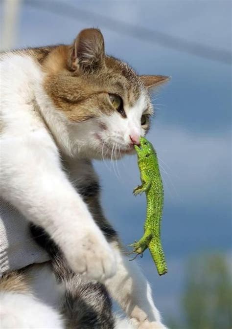 A broken tail is obviously going to heal slowly and there is nothing you can do but be patient and wait. LIZARD'S REVENGE - NOTE LIZ'S BROKEN TAIL | Funny cat ...