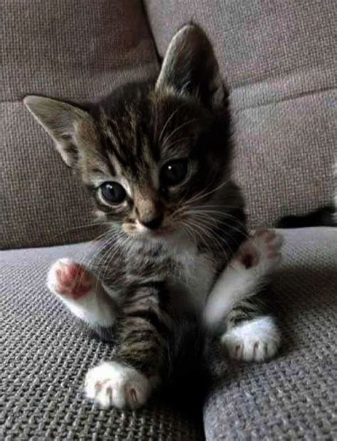Find free cats & kittens , for rehoming and for adoption from reputable breeders or connect for free with eager buyers in london at freeads.co.uk, the cat & kitten classifieds. Cats And Kittens For Free Near Me since Cute Animals ...