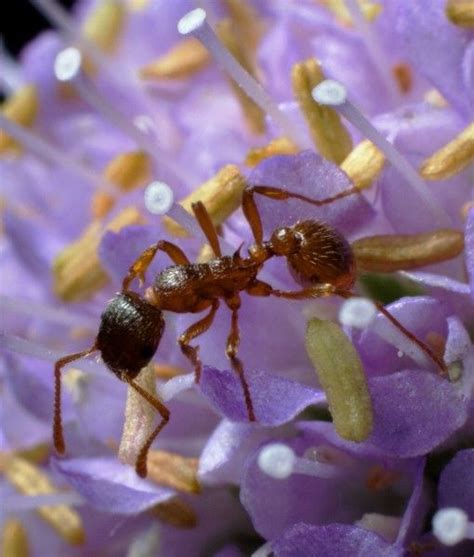 Profitez d'une vidéo de even ants can pollinate cherry libre de droits d'une durée de 13.000 secondes à 30 images par seconde. Thinkstock 5 of 10 . ANTS Ants can be seen visiting ...