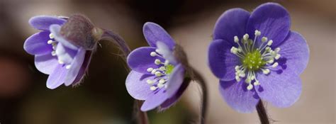Macro Photography Of Three Purple Petaled Flowers Hepatica Hd