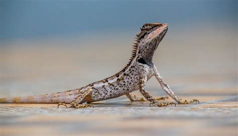 12 Cool Animals That Crawl Crawl Speed And Pictures Wild Explained