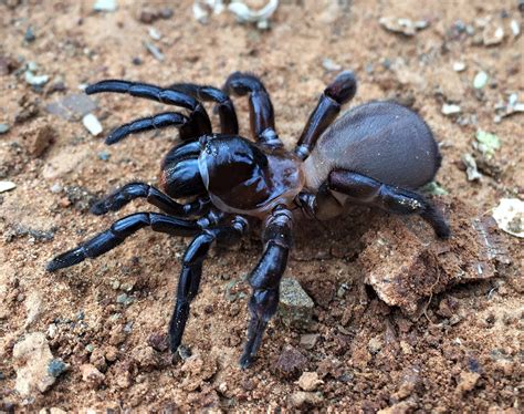 Abnormal Development Found In Karoo Trapdoor Spiders Fbip