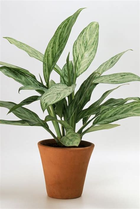 36 Houseplants That Can Survive Low Light Best Indoor Low Light Plants