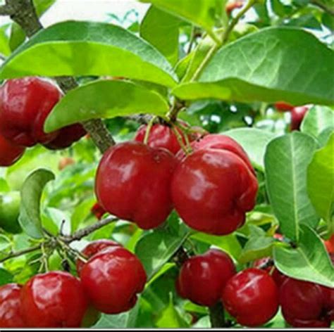 Cari Tanaman Buah Berkualitas Tanaman Buah Buahan Pohon Barbados Cherry