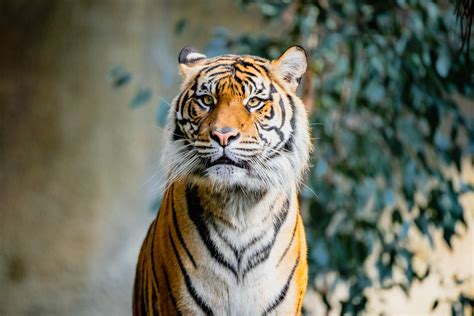 All Sizes Sumatran Tiger 1 Flickr Photo Sharing