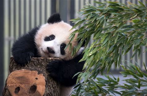 Eindelijk Kan Je De Nieuwe Panda Baby Bezoeken In Tokio Evenaartv