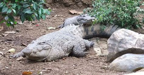 Крокодил новогвінейський факти дієта ареал і фотографії на Animaliabio