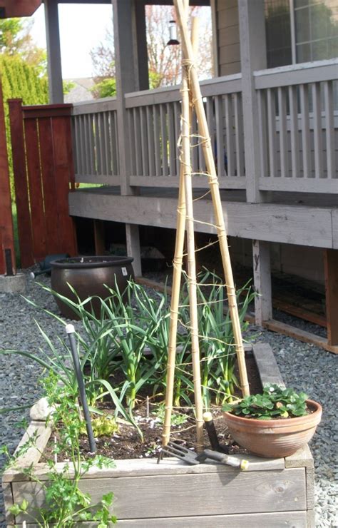 Frugal Gardening How To Construct A Tee Pee Trellis For