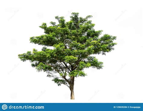 Tree Isolated On White Background High Resolution For Graphic De Stock