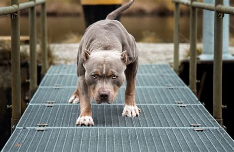 5 Different Types Of Pit Bull Dog Breeds With Pictures Pet Keen