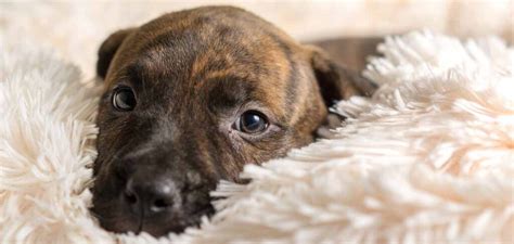 Brindle Dog Breeds 20 Beautiful Pups With A Stunning Coat