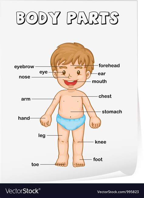 Body Parts Diagram Poster Vector By Iimages Image 995823 Vectorstock