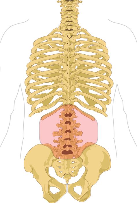 The extrinsic back muscles, which lie most superficially on the back. Low back pain - Wikipedia